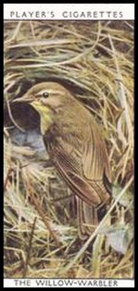 45 The Willow Warbler